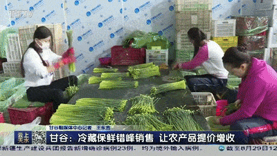 甘谷：冷藏保鲜错峰销售让产品提价增收(图3)