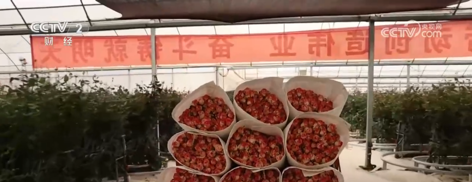 九游体育：串联电商、直播、物流……小花朵撬动大市场“美丽经济”激发消费新动能(图2)