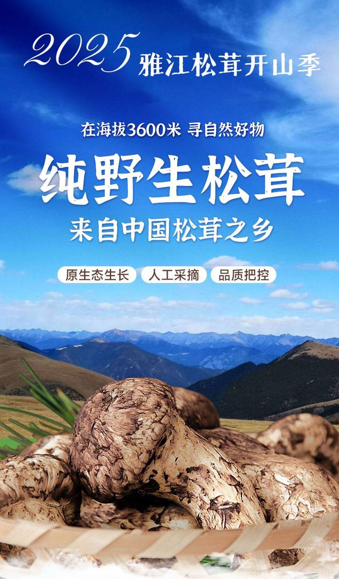 九游体育：8月别忘了多备点!被称为菌菇“小人参”!满满氨基酸润燥补脾还强免疫煎炒炖格外鲜(图3)