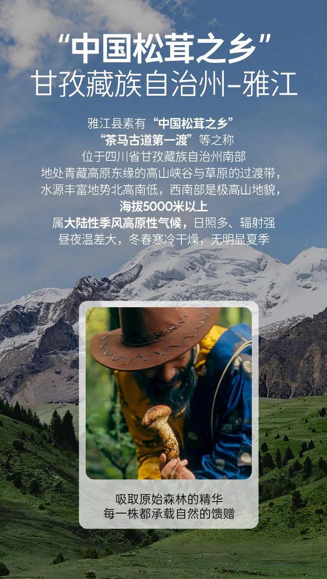 九游体育：8月别忘了多备点!被称为菌菇“小人参”!满满氨基酸润燥补脾还强免疫煎炒炖格外鲜(图8)