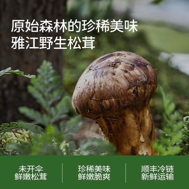 九游体育：8月别忘了多备点!被称为菌菇“小人参”!满满氨基酸润燥补脾还强免疫煎炒炖格外鲜(图11)